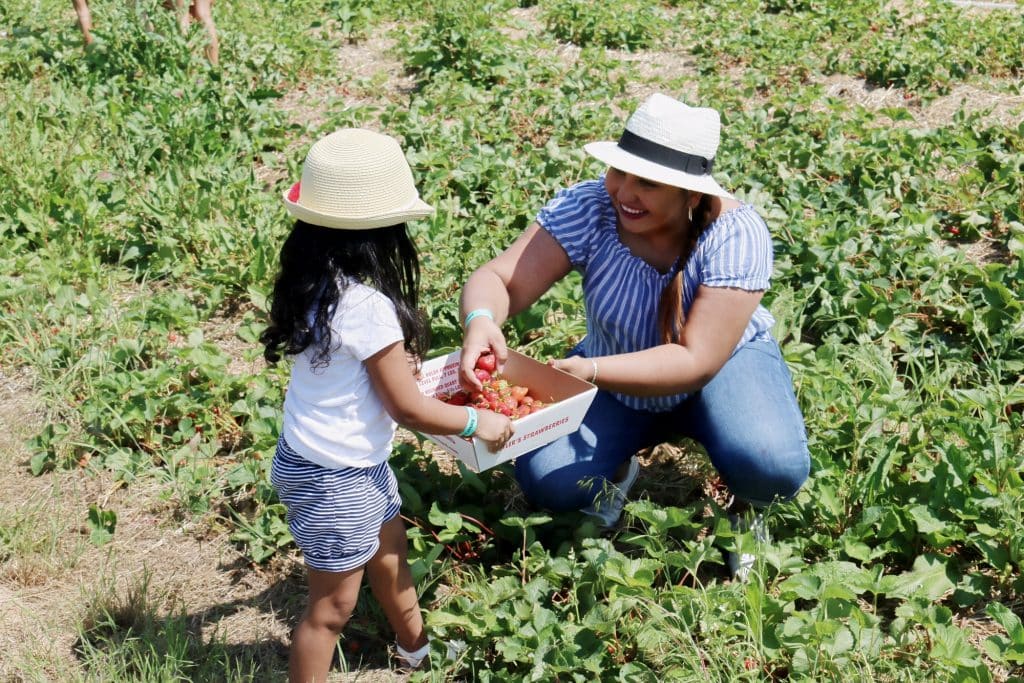 Cosecha-de-fresas