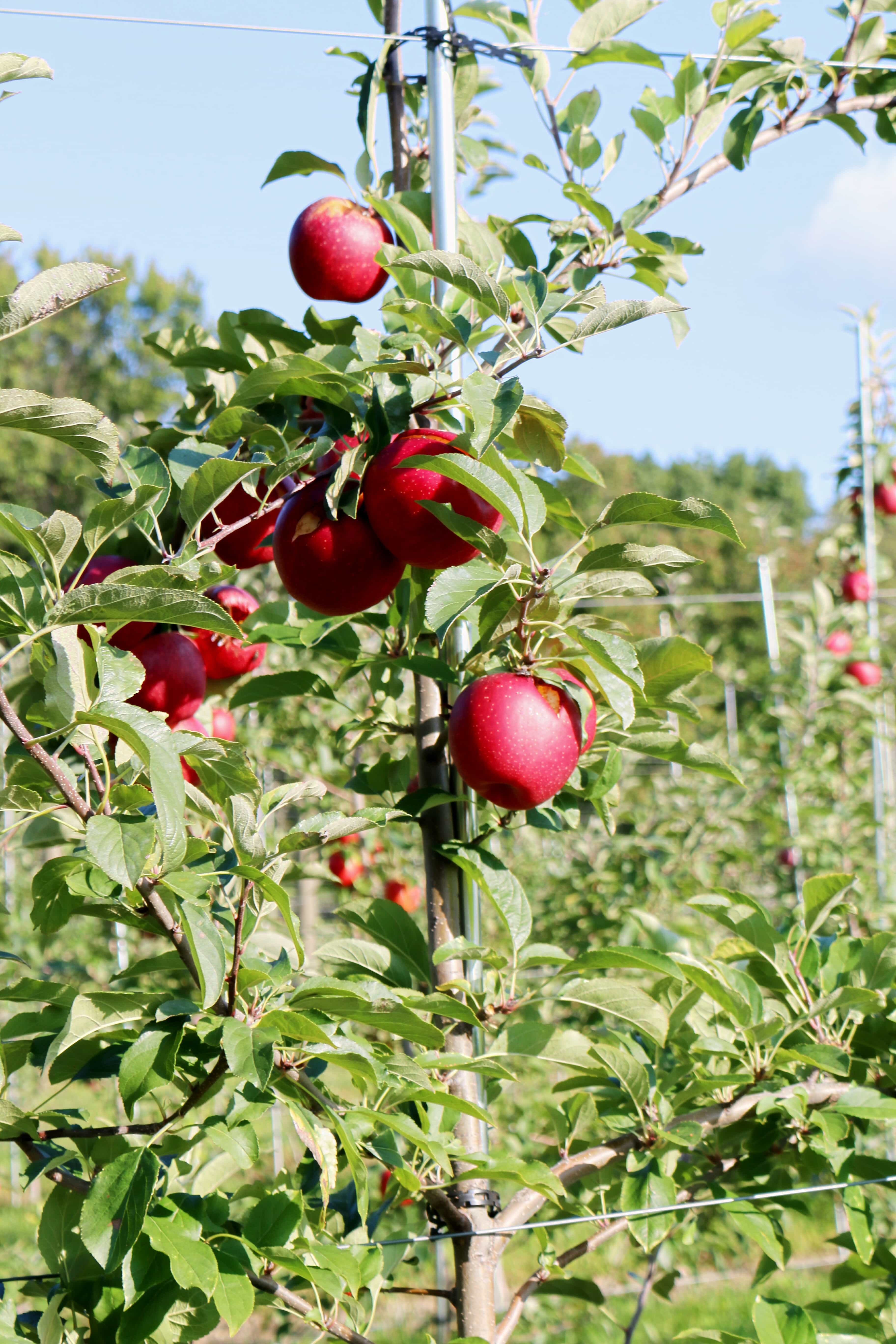 Gaver-Farm-Apple=Harvest-Fall-Festivals-Recogiendo-Manzanas